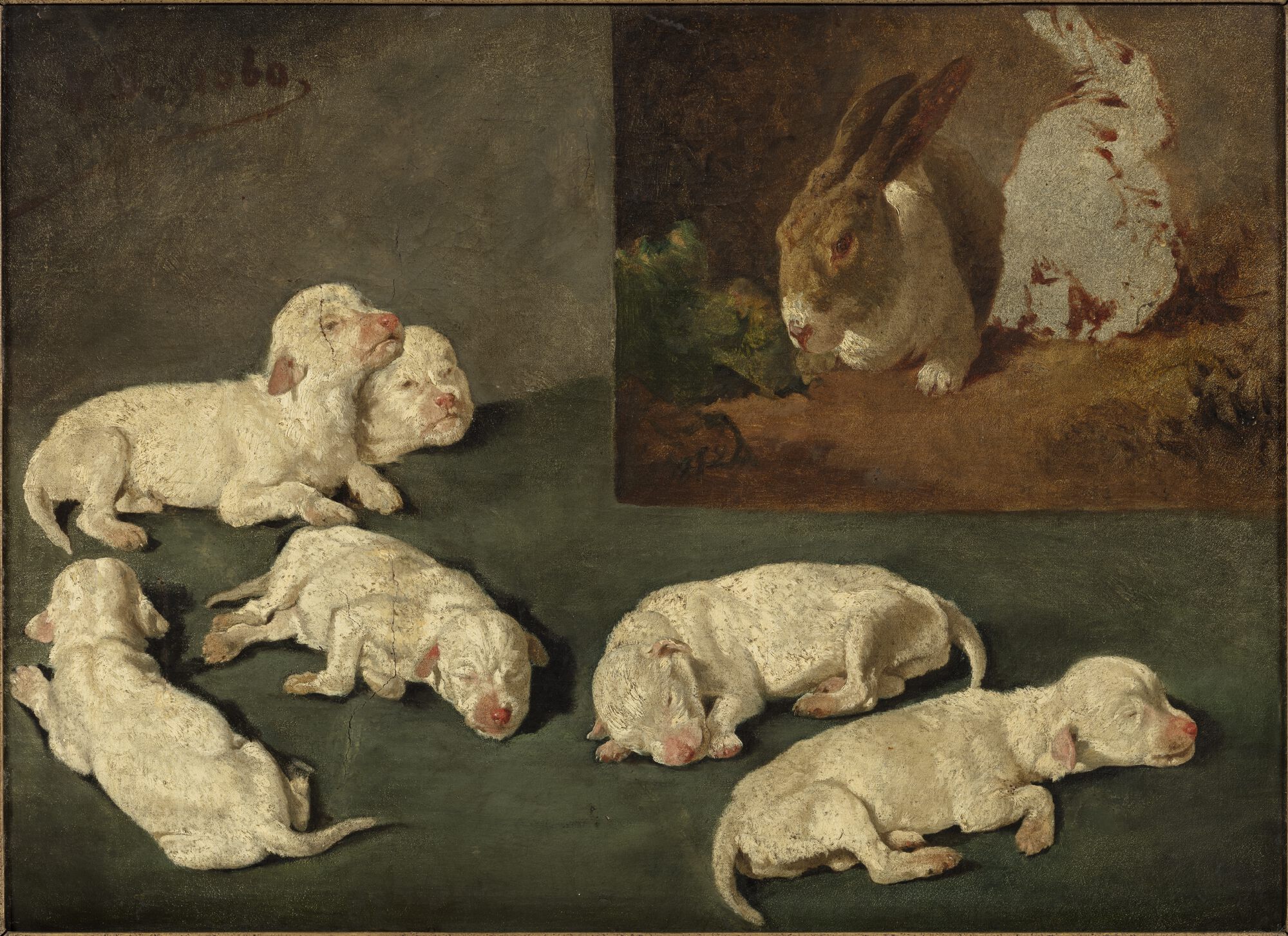 Jonge honden