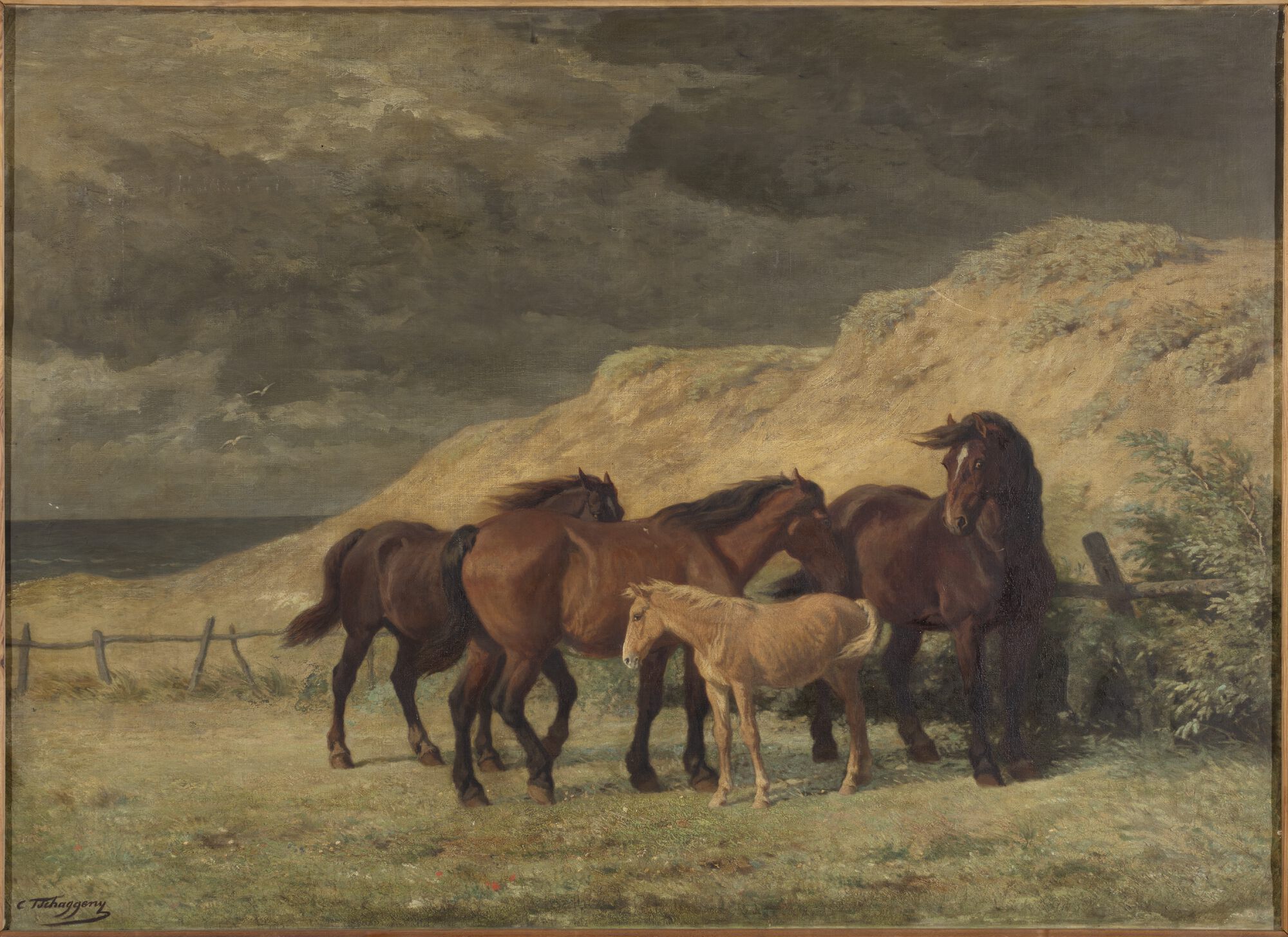 Paarden in vrijheid in de duinen