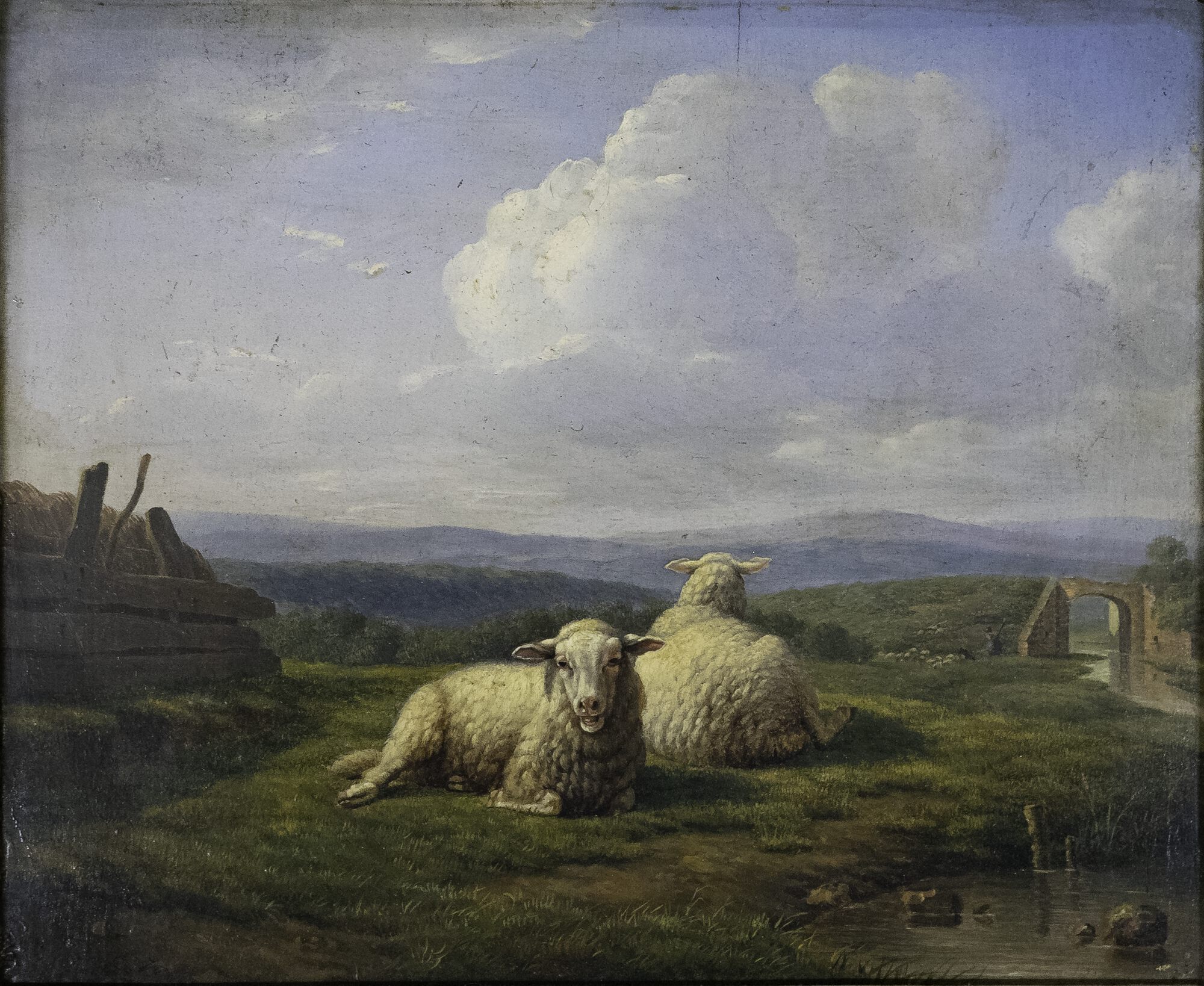 Schapen