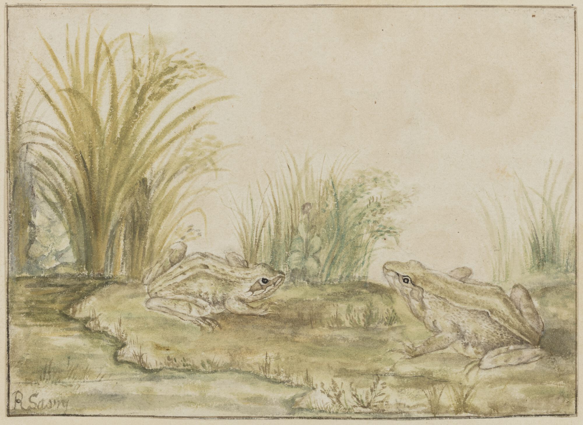 Kikvorsen in een landschap